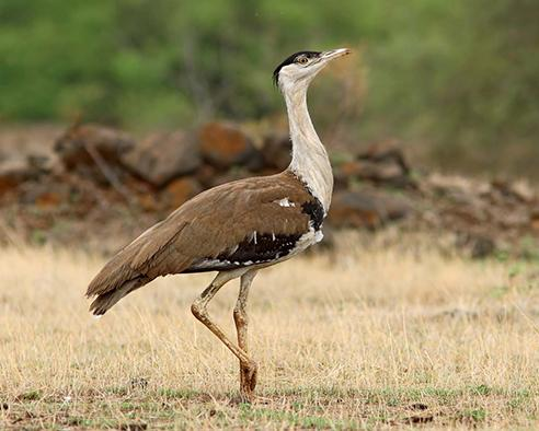 Great Indian Bustard